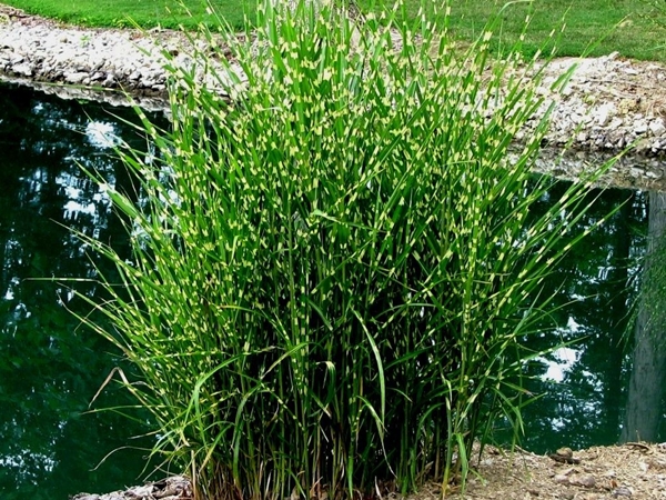 Miskantas kininis ,Strictus' (lot. Miscanthus sinensis) Miskantas kininis ,Strictus' (lot. Miscanthus sinensis)